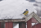 Blåmeis (Cyanistes caeruleus)