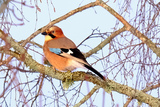 Nøtteskrike (Garrulus glandarius)