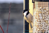 Svartmeis (Periparus ater)