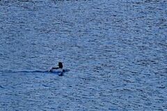 Goosander (Mergus merganser)