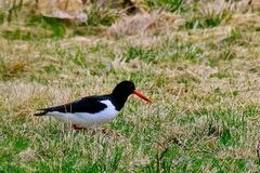 Tjeld (Haematopus ostralegus)