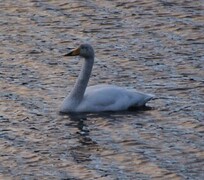 Sangsvane (Cygnus cygnus)