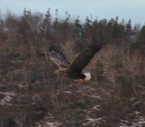 White-tailed Eagle (Haliaeetus albicilla)