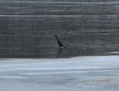 Great Cormorant (Phalacrocorax carbo)