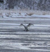 Whooper Swan (Cygnus cygnus)