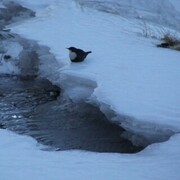 Dipper (Cinclus cinclus)