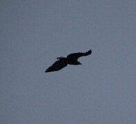 White-tailed Eagle (Haliaeetus albicilla)