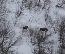 Moose (Alces alces)