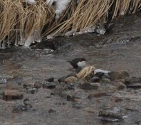 Dipper (Cinclus cinclus)