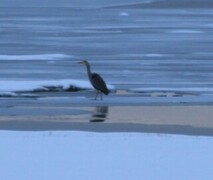 Gråhegre (Ardea cinerea)