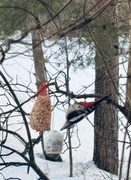 Great Spotted Woodpecker (Dendrocopos major)