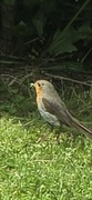 Robin (Erithacus rubecula)