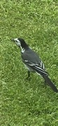 White Wagtail (Motacilla alba)