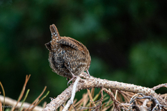 Winter Wren (Troglodytes troglodytes)