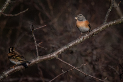 Bjørkefink (Fringilla montifringilla)