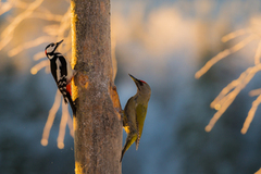 Grey-headed Woodpecker (Picus canus)