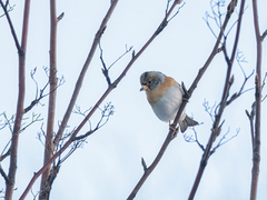 Bjørkefink (Fringilla montifringilla)