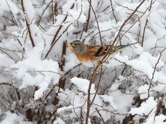 Bjørkefink (Fringilla montifringilla)