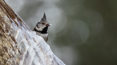 Toppmeis (Lophophanes cristatus)