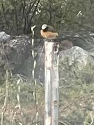 Common Redstart (Phoenicurus phoenicurus)