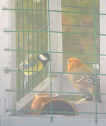 Pine Grosbeak (Pinicola enucleator)