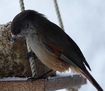 Lavskrike (Perisoreus infaustus)