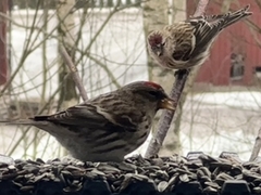 Gråsisik (Acanthis flammea)