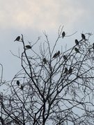 European Greenfinch (Chloris chloris)