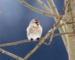 Gråsisik (Carduelis flammea)