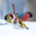 Stillits (Carduelis carduelis)