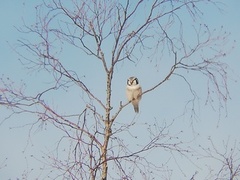 Northern Hawk Owl (Surnia ulula)