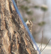 Eurasian Treecreeper (Certhia familiaris)
