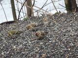 Gråsisik (Carduelis flammea)