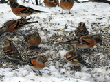 Bjørkefink (Fringilla montifringilla)