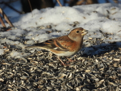 Bjørkefink (Fringilla montifringilla)