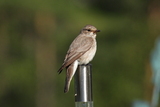 Gråfluesnapper (Muscicapa striata)