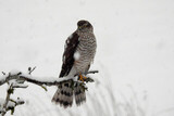 Spurvehauk (Accipiter nisus)