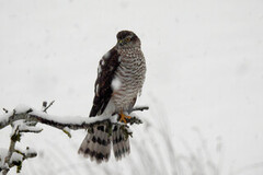 Eurasian Sparrowhawk (Accipiter nisus)