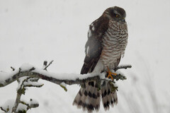 Eurasian Sparrowhawk (Accipiter nisus)