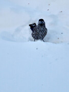 Nutcracker (Nucifraga caryocatactes)