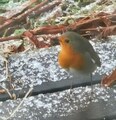 Rødstrupe (Erithacus rubecula)