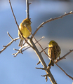 Gulspurv (Emberiza citrinella)