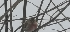 Arctic Redpoll (Acanthis hornemanni)
