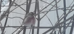 Arctic Redpoll (Acanthis hornemanni)