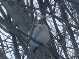 Polarsisik (Carduelis hornemanni)