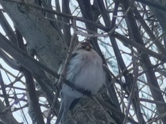 Arctic Redpoll (Acanthis hornemanni)