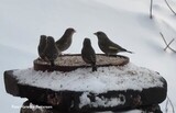 Grønnfink (Carduelis chloris)