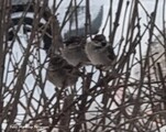 Pilfink (Passer montanus)