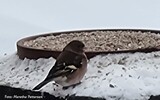 Bokfink (Fringilla coelebs)