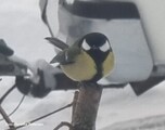 Kjøttmeis (Parus major)